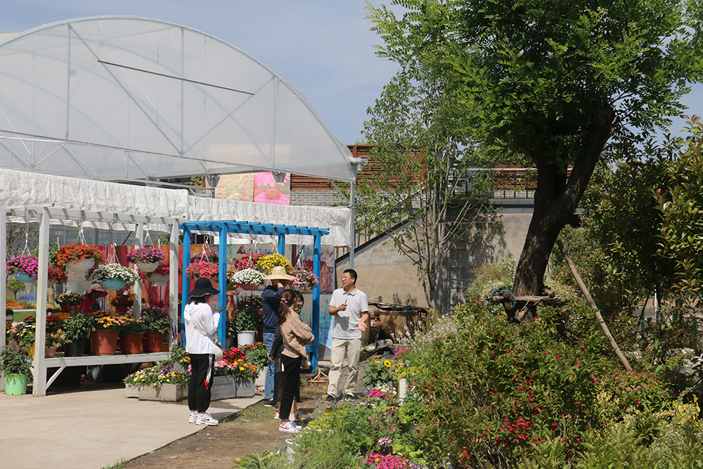 九州之行 苗圃基地宿根花卉考察